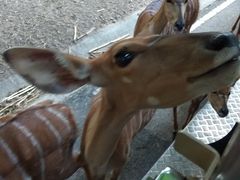 -清迈夜间动物园