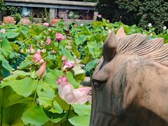 -莲花池公园