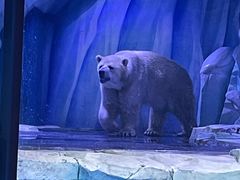 -上海海昌海洋公园