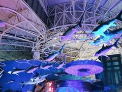 -烟台海昌鲸鲨海洋公园