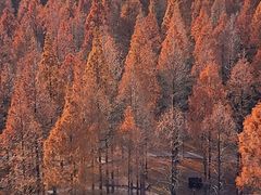 -黄海国家森林公园