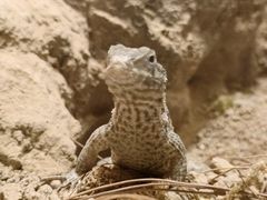 -帕帕拉兹宠物(亚洲旗舰店)