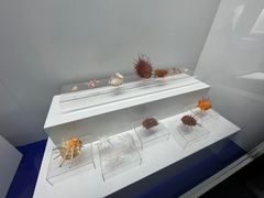 -贝壳王国博物馆