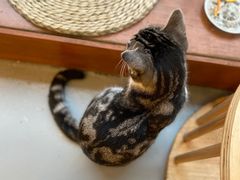 -猫友咖啡店(玉林西路店)