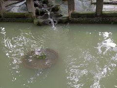 -成都市活水公园