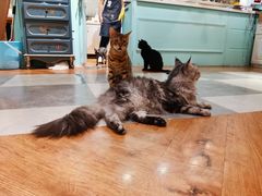 -猫小院猫主题餐厅(三里屯店)