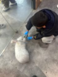 -神奇动物撸宠馆·羊驼·小浣熊·异宠(豫园店)