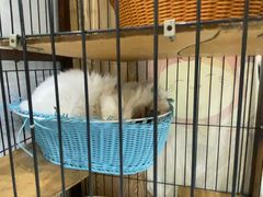 -四月宠物医院·猫专科·心脏专科·内科(转塘店)
