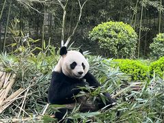 -都江堰中华大熊猫苑