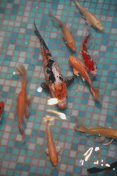 -酷嗒动物文化乐园(cutezoo西溪乐天城店)