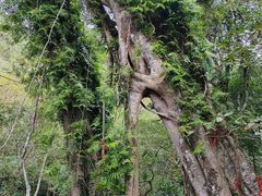 -七仙岭温泉国家森林公园