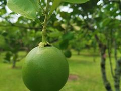 -云南野生菌石锅鱼石锅鸡(大金塔店)