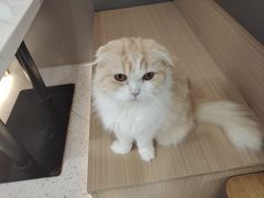 -喵园·猫主题咖啡厅·撸猫·猫咖(国贸店)