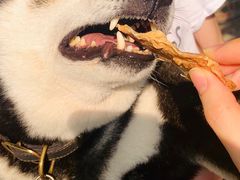 -柴犬高等学院·狗咖·柴犬售卖·宠物训练