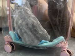-爱洗澡的猫(望京店)
