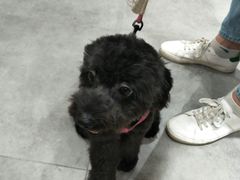 -帕帕拉兹宠物(亚洲旗舰店)