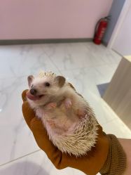 -Moni星球萌宠·小马宝莉·灵蛇·高端高阶全萌宠互动体验俱乐部(红豆国际广场店)