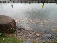 -野狸岛