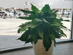 -麦当劳(北苑秋实路店)