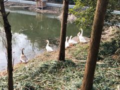 -天目湖涵田半山温泉