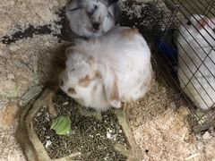 -上海大自然野生昆虫馆(东方明珠·爬宠昆虫探索中心)