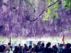 -嘉定紫藤园