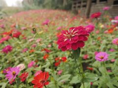 -溱湖国家湿地公园