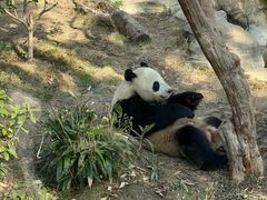 -武汉动物园