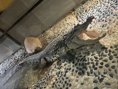 -天津zoonly动物主题公园