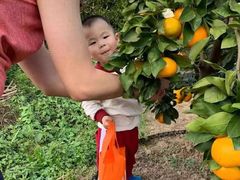 -前小桔亲子创意农场·草莓采摘·露营烧烤