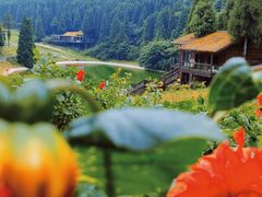 -武陵山森林公园