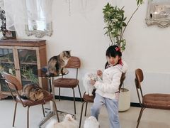 -共舞时光猫咖·狗咖(新街口店)