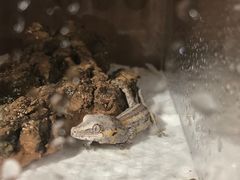 -酷以爬仙阁实体爬宠店·守宫·蜥蜴·专业繁育