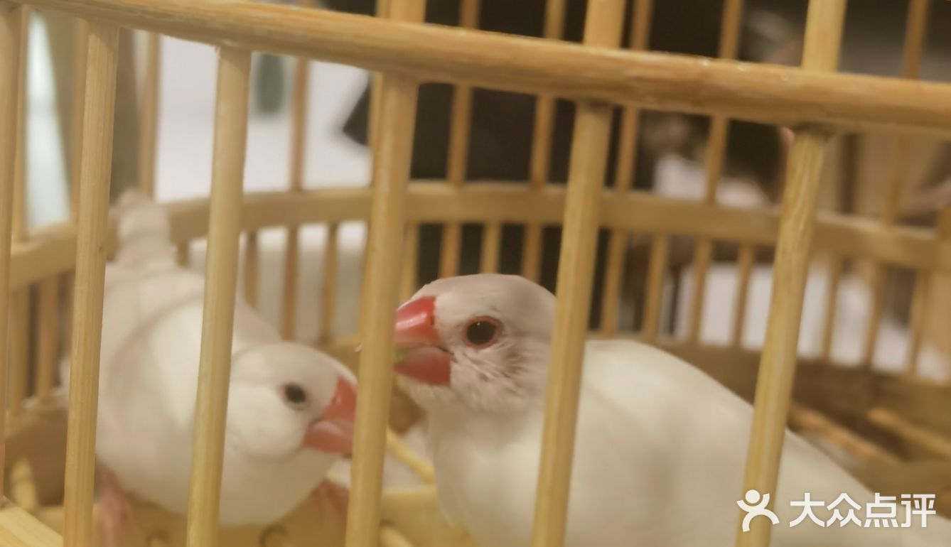 约会游园京梦ʚ♥ɞ年糕黄鱼，年年有余