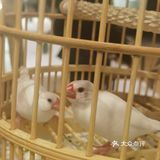 约会游园京梦ʚ♥ɞ年糕黄鱼，年年有余