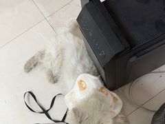 -艾贝尔宠物医院·狂犬免疫点(江山金象城店)