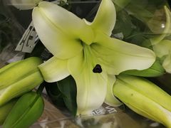 -鹿岛会员店 (龙湖三千集天街店)