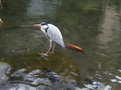 -ステーキハウス吉池