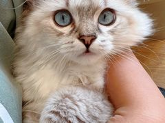 -有喵·猫咖·狗咖·30几只猫10只小狗(岗厦店)