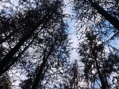 -广州市帽峰山景区
