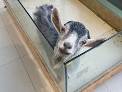 -怪兽屋·羊驼·猫咖·狗咖(俊华广场店)