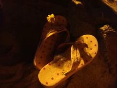 -西涌国际滨海旅游区