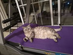 -糯米喵星人总部直营旗舰店·猫舍·幼猫出售