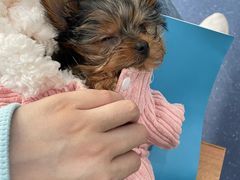 -伟伟宠物医院·CT影像中心·瑞派犬猫综合性门诊(汉口总院)
