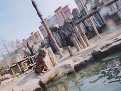 -上海野生动物园