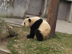 -成都大熊猫繁育研究基地