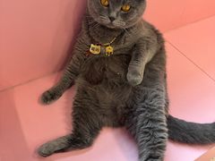 -毛绒耶耶撸宠馆·猫咖·狗咖·荷兰猪咖
