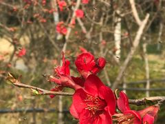 -武汉紫薇都市田园