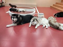 -和它·交个朋友·狗咖猫咖(爱琴海店)