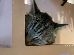 -猫儿山۰猫主题餐厅